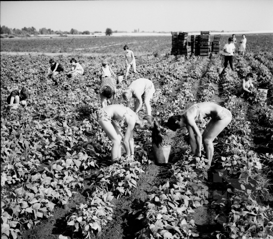 THM-BJ-00021 - Kanacs, South Hungary, 1967