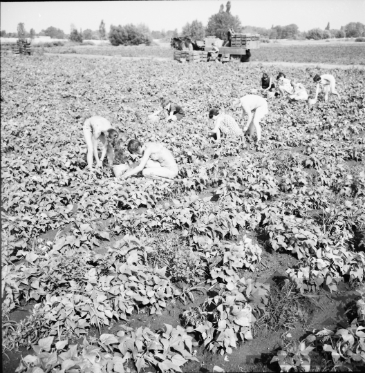 THM-BJ-00022 - Kanacs, South Hungary, 1967