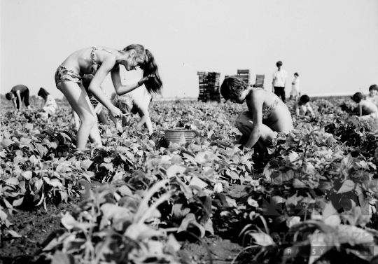 THM-BJ-00025 - Kanacs, South Hungary, 1967