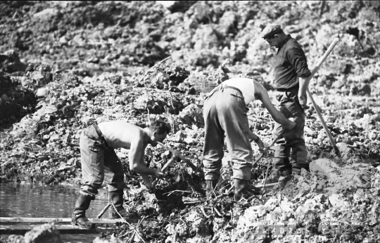 THM-BJ-00417 - Pörböly, South Hungary, 1966