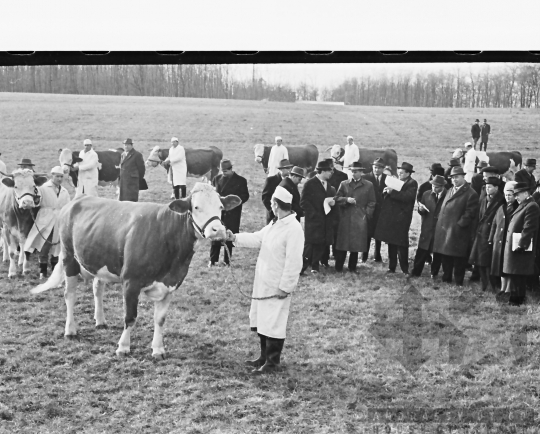 THM-BJ-00445 - Tengelic, South Hungary, 1968 