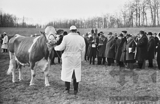 THM-BJ-00447 - Tengelic, South Hungary, 1968 