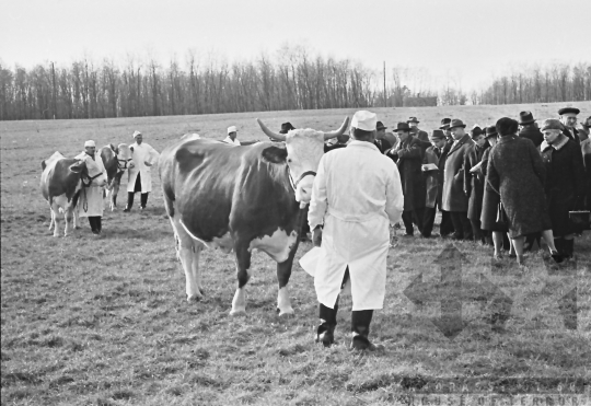 THM-BJ-00449 - Tengelic, South Hungary, 1968 