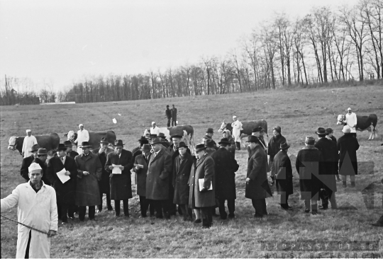 THM-BJ-00450 - Tengelic, South Hungary, 1968 