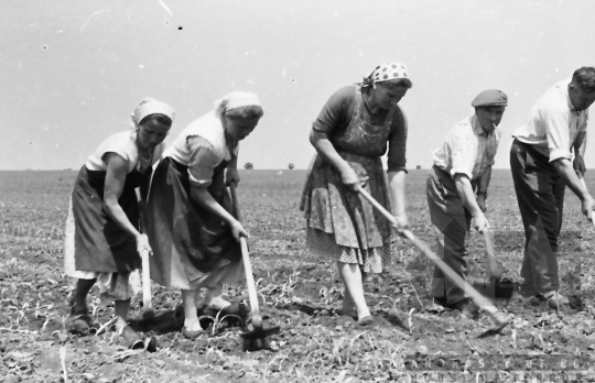 THM-BJ-00496 - Tengelic, South Hungary, 1962