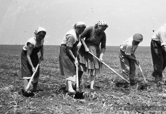 THM-BJ-00497 - Tengelic, South Hungary, 1962