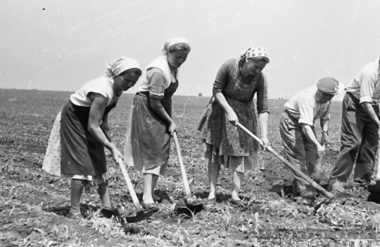 THM-BJ-00498 - Tengelic, South Hungary, 1962