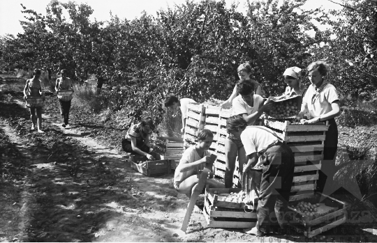 THM-BJ-00532 - Gyapa, South Hungary, 1967 