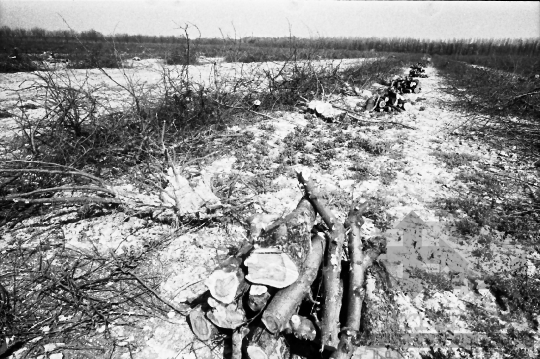 THM-BJ-00902 - Báta, South Hungary, 1983