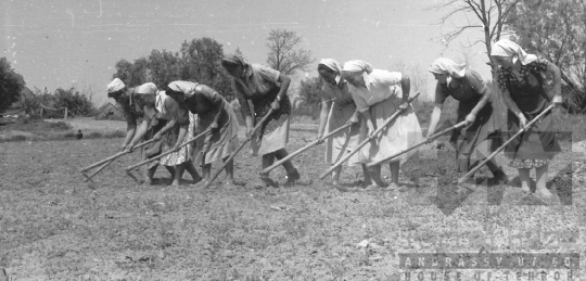 THM-BJ-01034 - Cikó, South Hungary, 1962