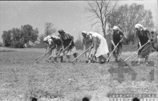 THM-BJ-01035 - Cikó, South Hungary, 1962