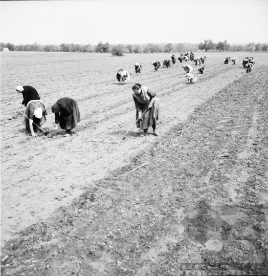 THM-BJ-01046 - Döbrököz, South Hungary, 1978