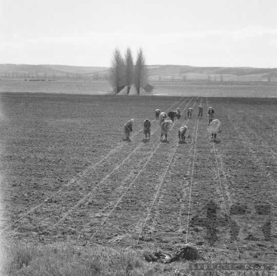 THM-BJ-01049 - Döbrököz, South Hungary, 1978