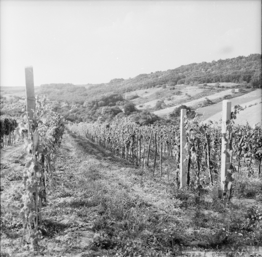 THM-BJ-01090 - Szekszárd, South Hungary, 1973