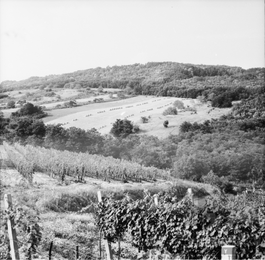 THM-BJ-01091 - Szekszárd, South Hungary, 1973