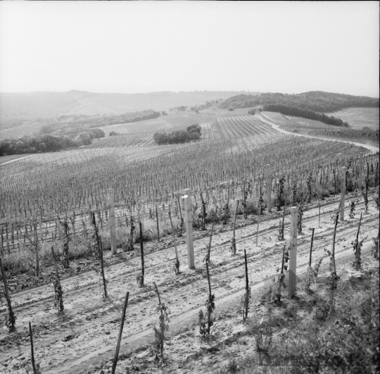 THM-BJ-01094 - Szekszárd, South Hungary, 1973