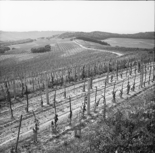 THM-BJ-01095 - Szekszárd, South Hungary, 1973