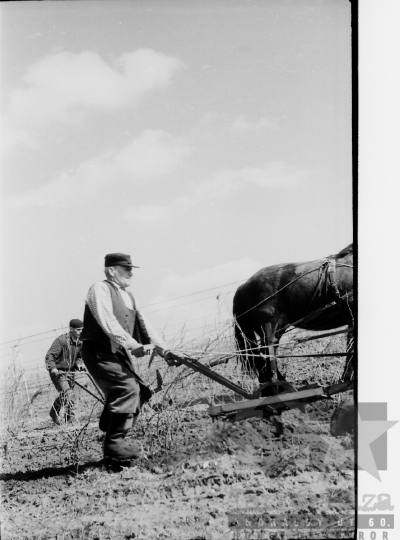 THM-BJ-01433 - Tamási, South Hungary, 1965