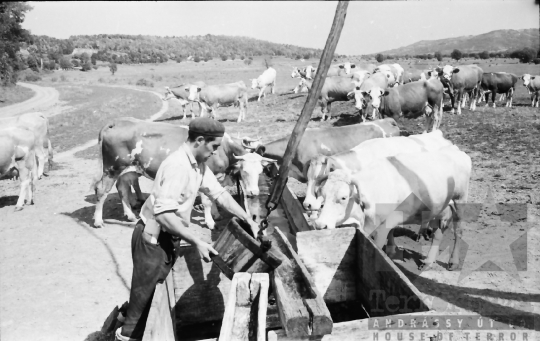 THM-BJ-01462 - Gyönk, South Hungary, 1965