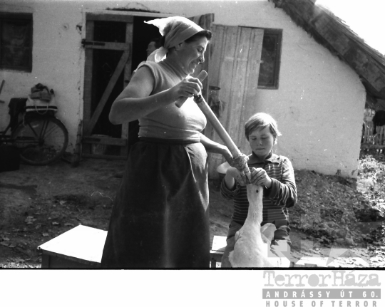 THM-BJ-01487 - Báta, South Hungary, 1966