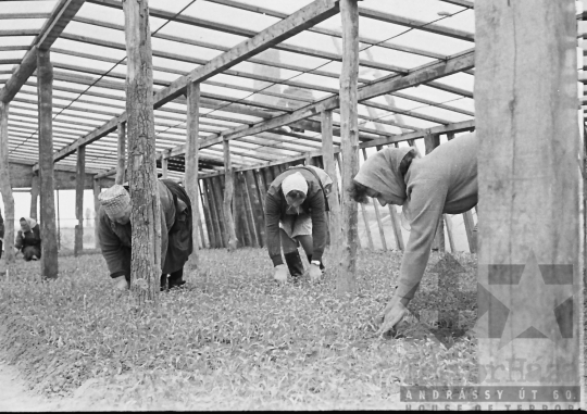 THM-BJ-01505 - Decs, South Hungary, 1966