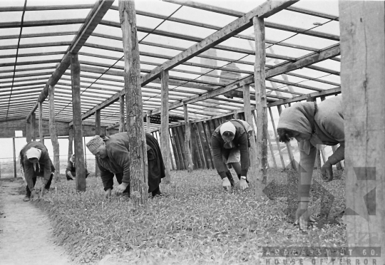 THM-BJ-01506 - Decs, South Hungary, 1966