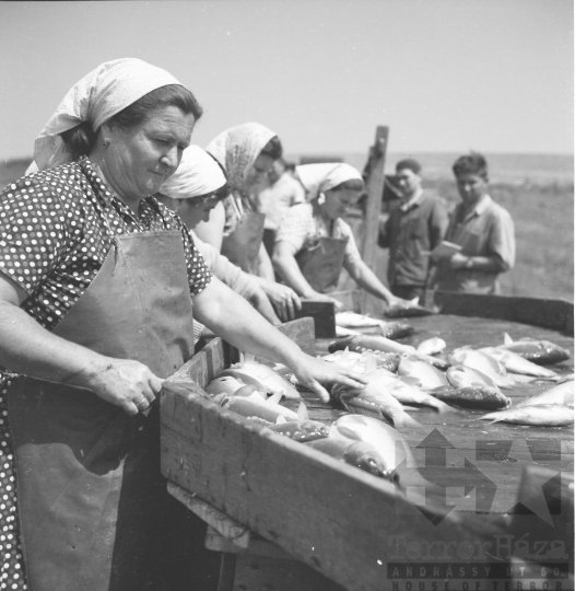 THM-BJ-01538 - Fornád, South Hungary, 1966