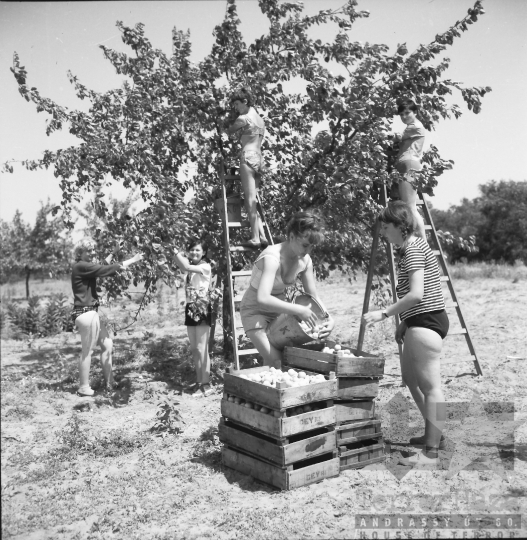 THM-BJ-01539 - Gyapa, South Hungary, 1968 