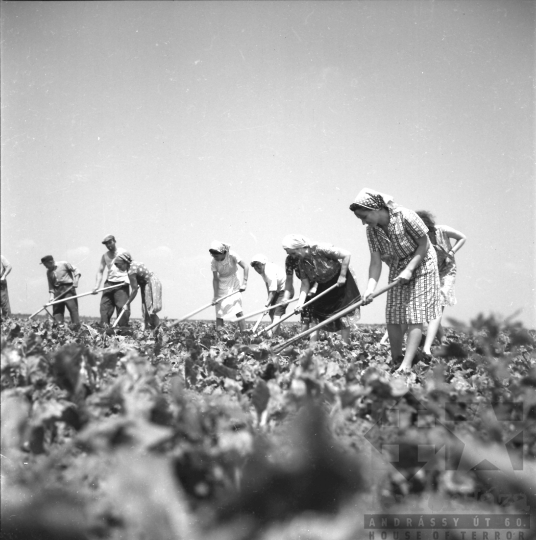 THM-BJ-01553 - Kajdacs, South Hungary, 1966