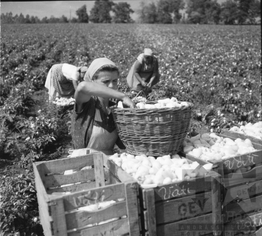 THM-BJ-01559 - Kocsola, South Hungary, 1966