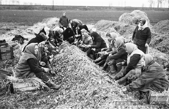 THM-BJ-01760 - Mözs, South Hungary, 1968