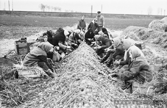 THM-BJ-01761 - Mözs, South Hungary, 1968