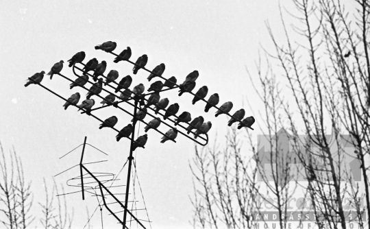 THM-BJ-01807 - Szekszárd, South Hungary, 1968