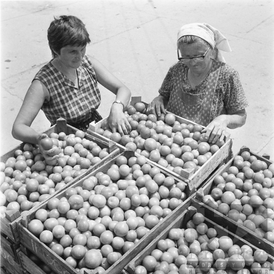 THM-BJ-01940 - Tolnanémedi, South Hungary, 1977