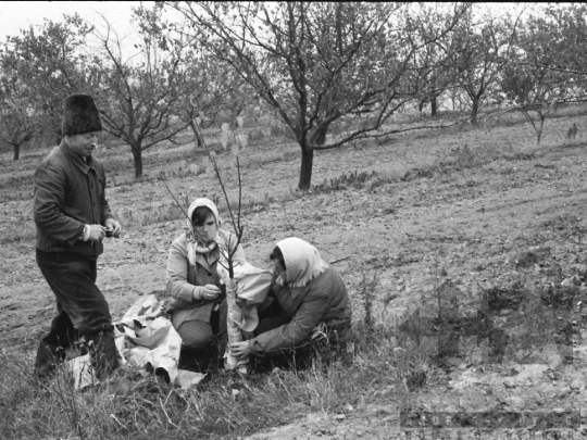 THM-BJ-01964 - Báta, South Hungary, 1978