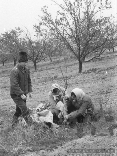 THM-BJ-01965 - Báta, South Hungary, 1978