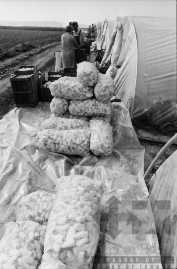 THM-BJ-02255 - Mözs, South Hungary, 1985 