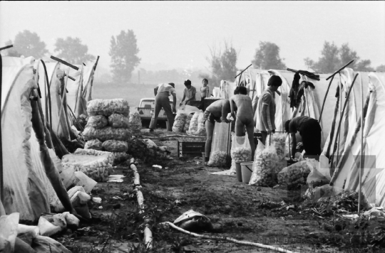 THM-BJ-02256 - Mözs, South Hungary, 1985 