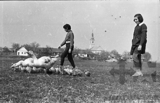 THM-BJ-02427 - Dunakömlőd, South Hungary, 1962 