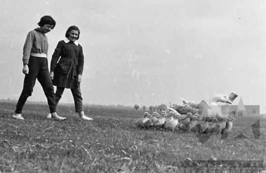 THM-BJ-02428 - Dunakömlőd, South Hungary, 1962 