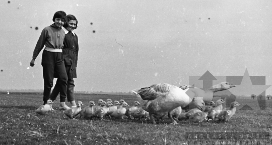 THM-BJ-02428a - Dunakömlőd, South Hungary, 1962 