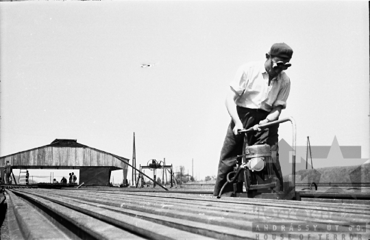 THM-BJ-02508 - Kurd, South Hungary, 1965