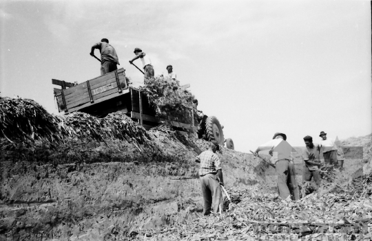 THM-BJ-02523 - Mözs, South Hungary, 1965 