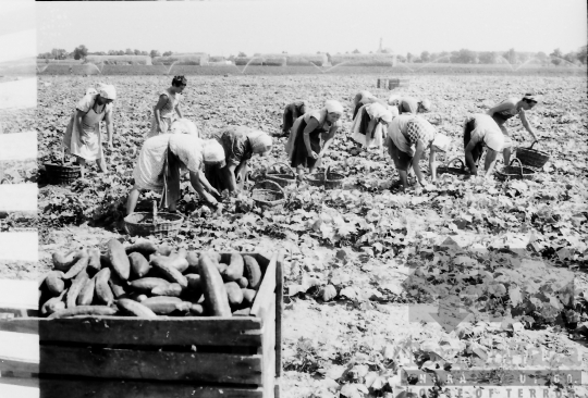 THM-BJ-02533 - Mözs, South Hungary, 1965 