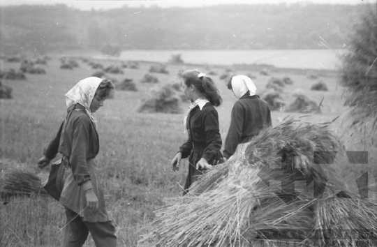 THM-BJ-02579 - Tamási, South Hungary, 1965 