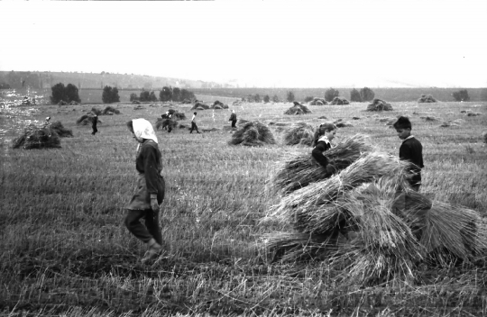 THM-BJ-02585 - Tamási, South Hungary, 1965