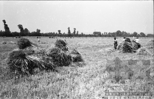 THM-BJ-02589 - Dunaszentgyörgy, South Hungary, 1965