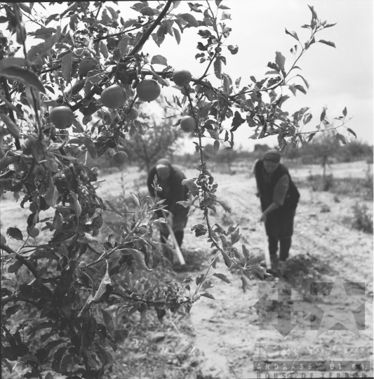 THM-BJ-02620 - Madocsa, South Hungary, 1966