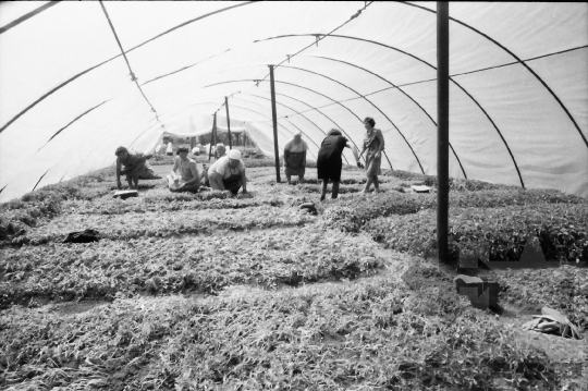 THM-BJ-03221a - Kocsola, South Hungary, 1983