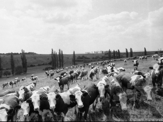 THM-BJ-03878 - Aparhant, South Hungary, 1980